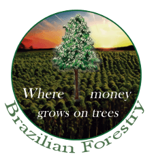 brazilian forestry
